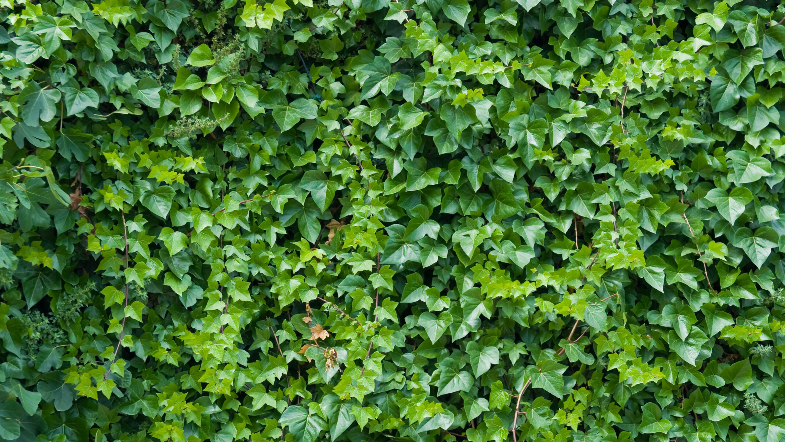 AdobeStock_23239369_von-Mi.Ti_-1-scaled